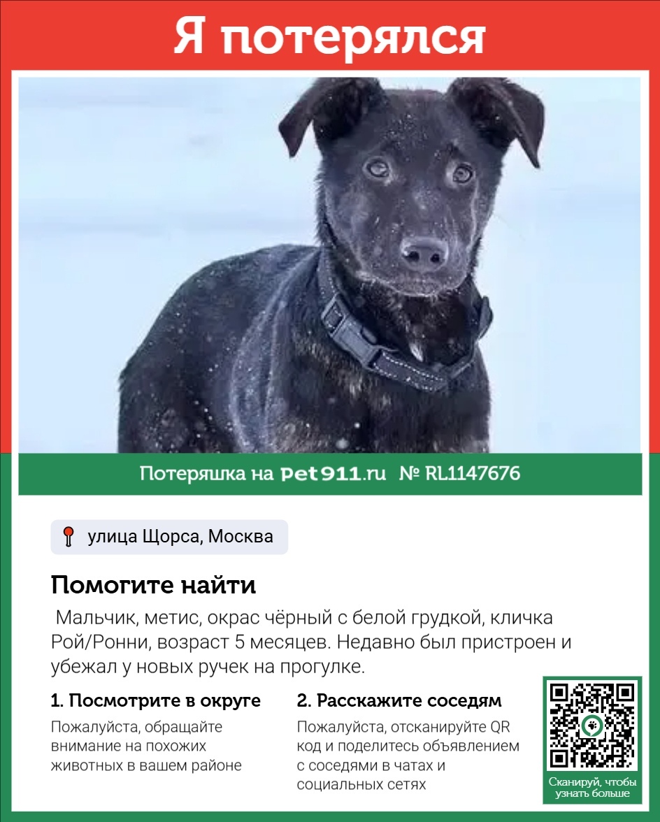 Пропала собака в Видном — фото объявления