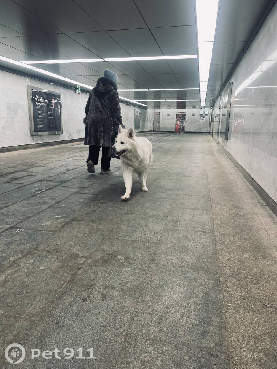 Найдена собака в Видном — фото объявления