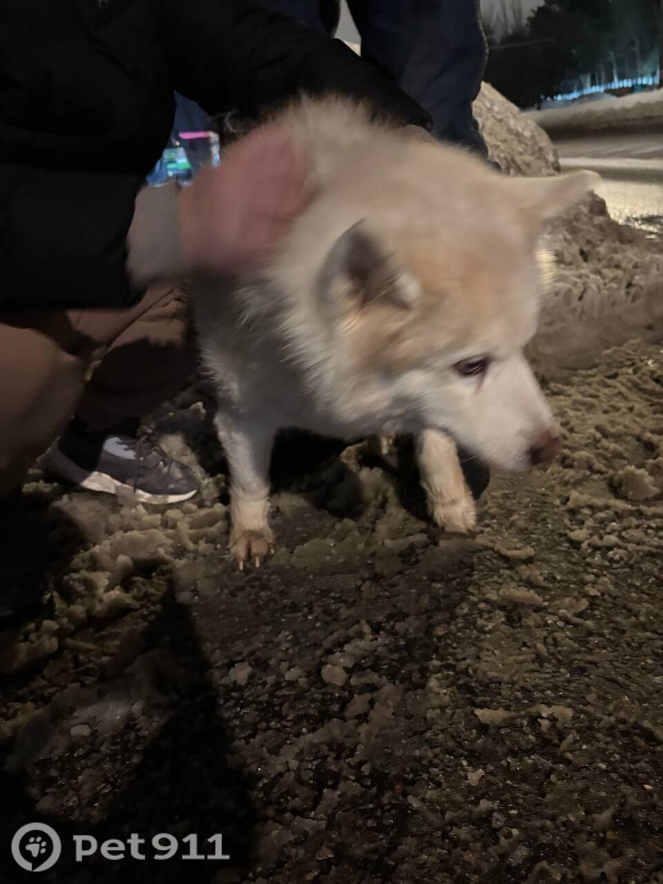 Найдена собака в Видном — фото объявления