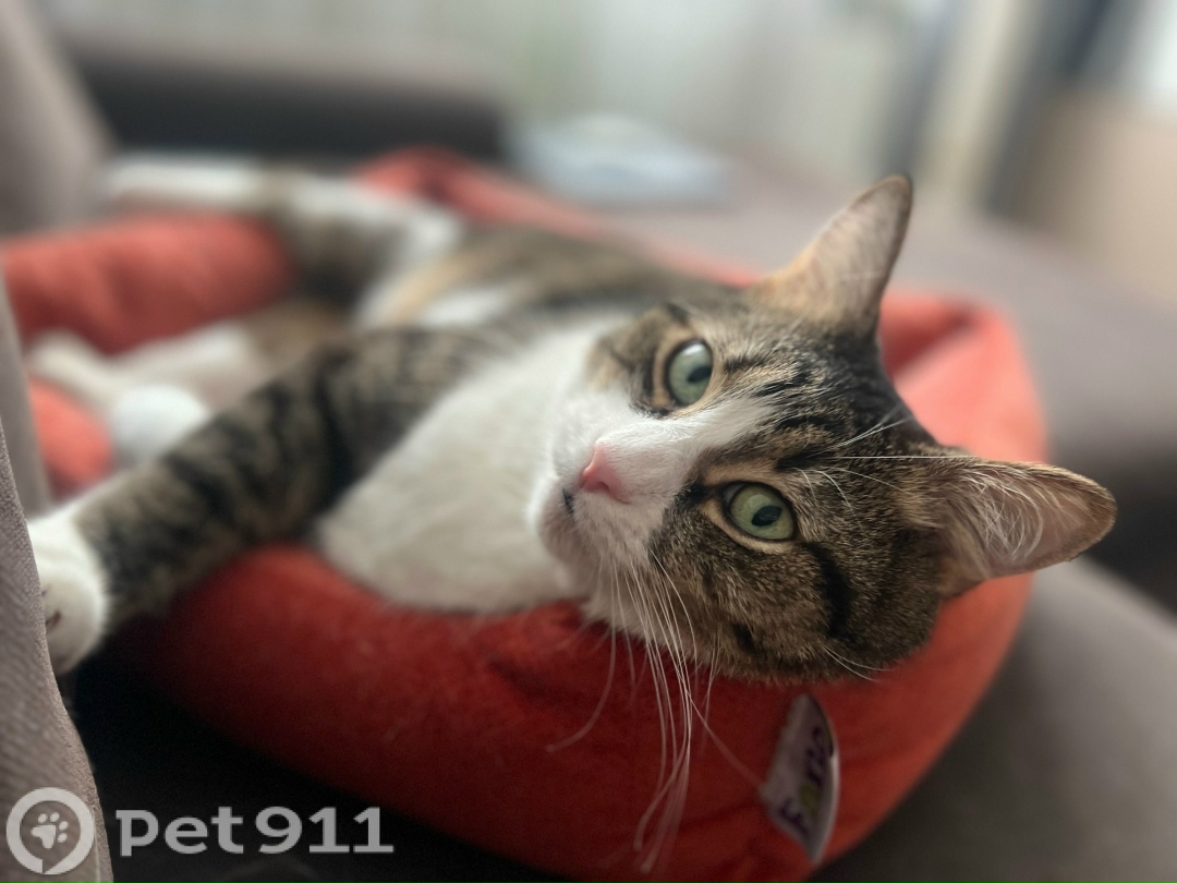 Пропала кошка в Видном — фото объявления