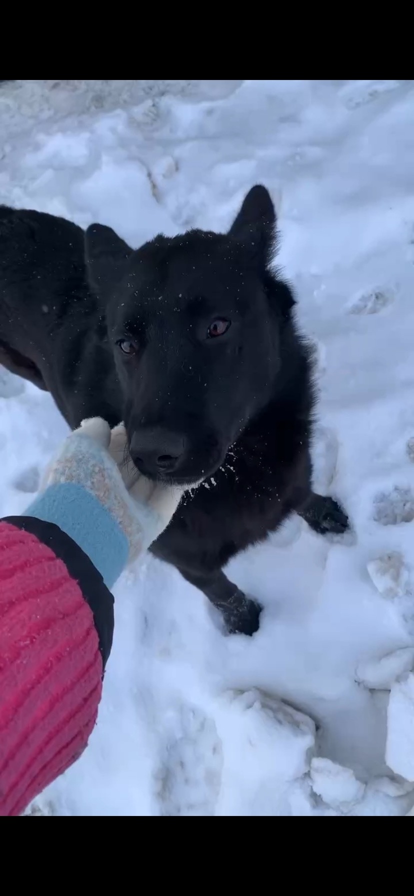 Найдена собака в Видном — фото объявления