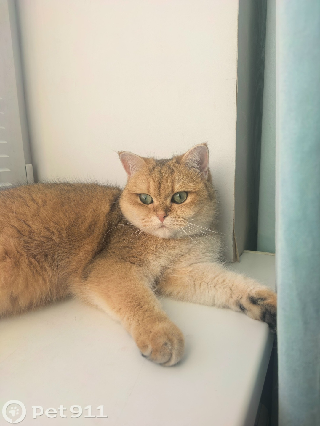 Пропала кошка в Видном — фото объявления