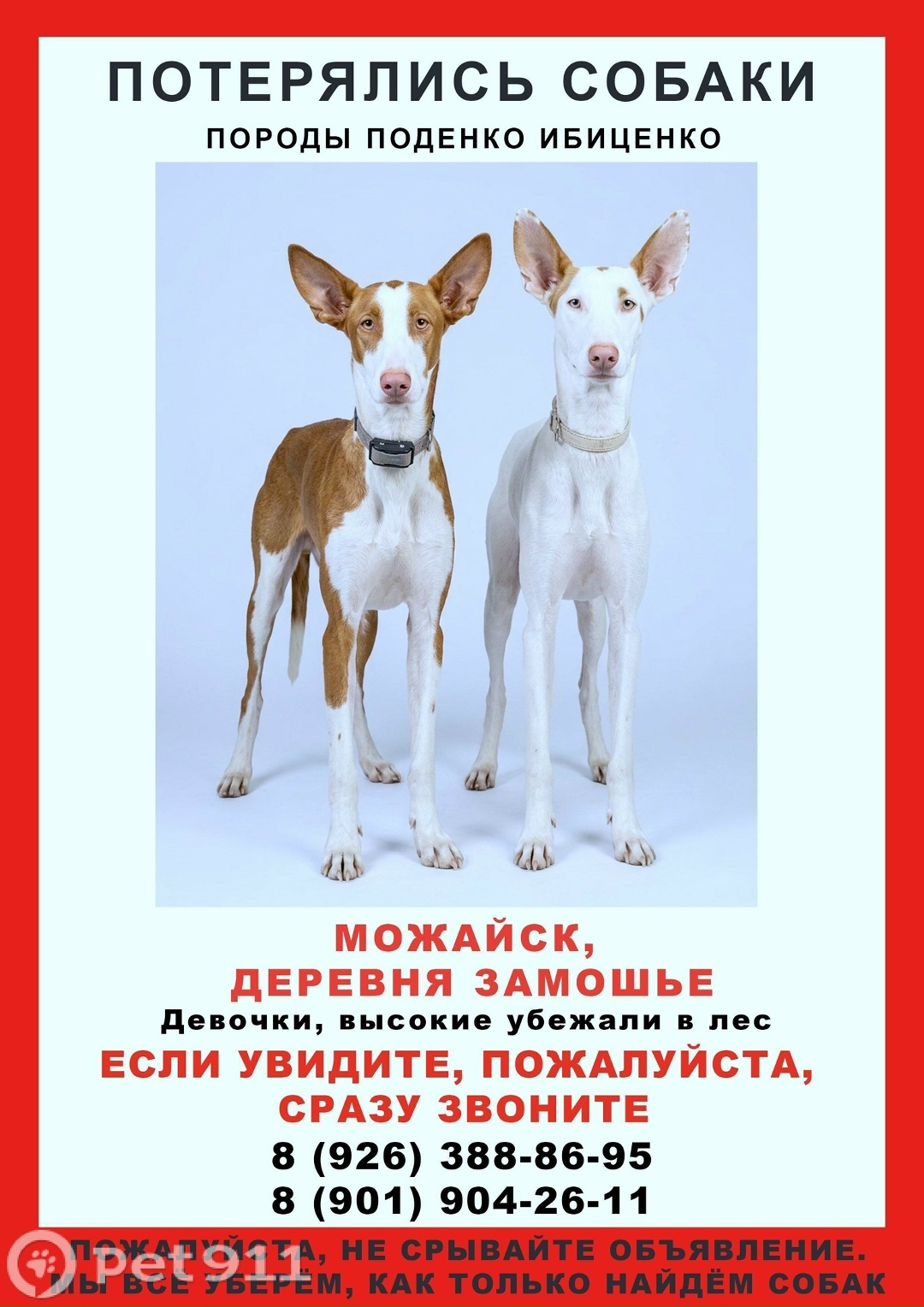 Пропала собака в Видном — фото объявления