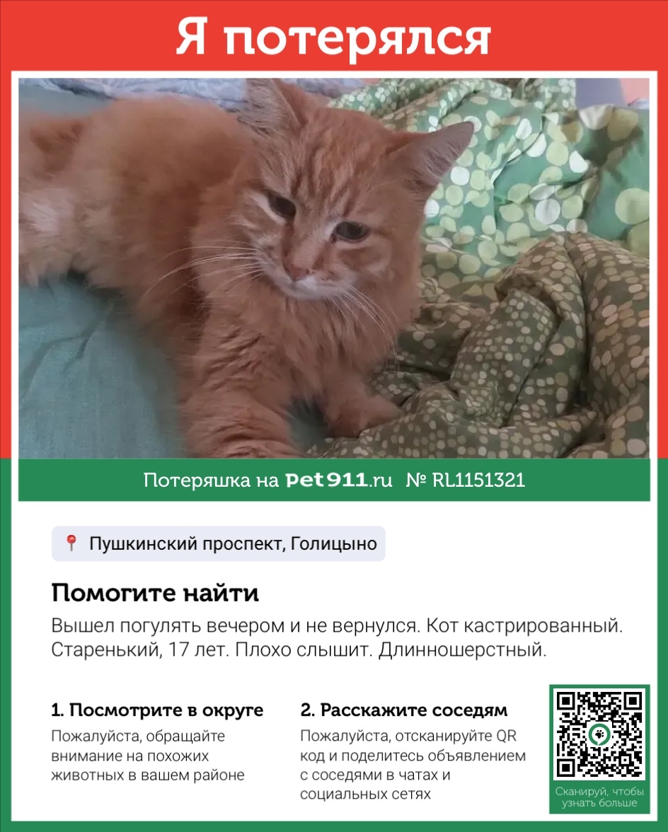 Пропала кошка в Видном — фото объявления