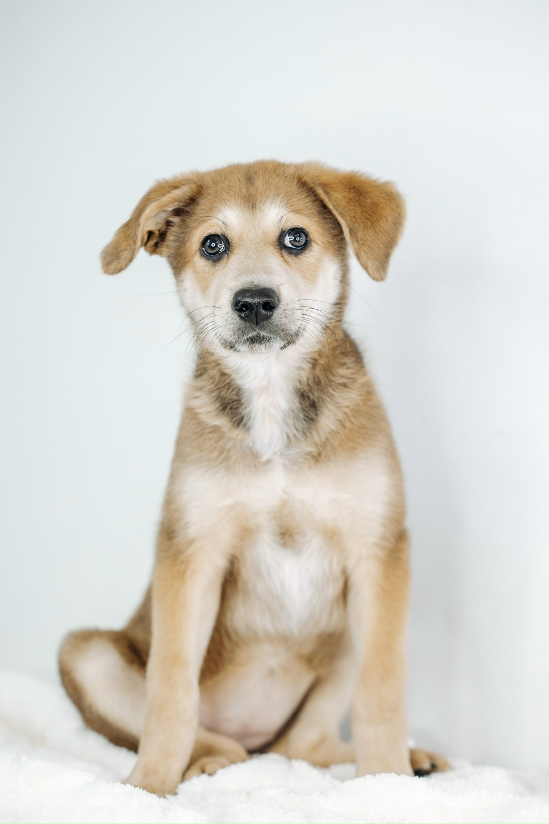 Найдена собака в Видном — фото объявления