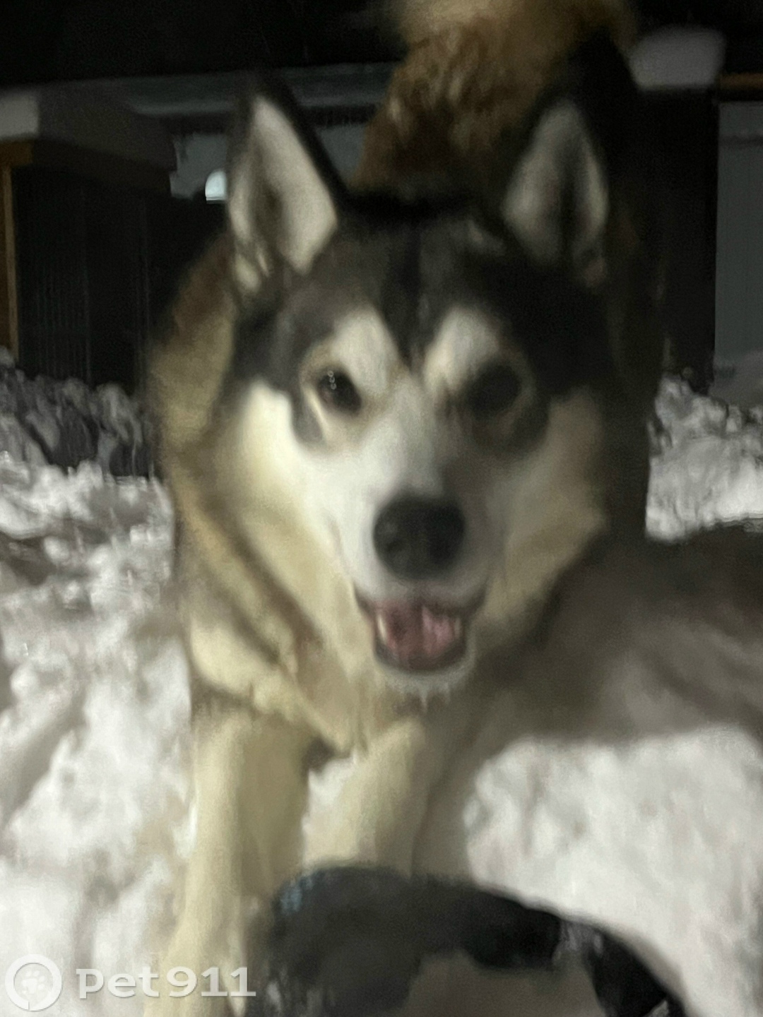 Пропала собака в Видном — фото объявления