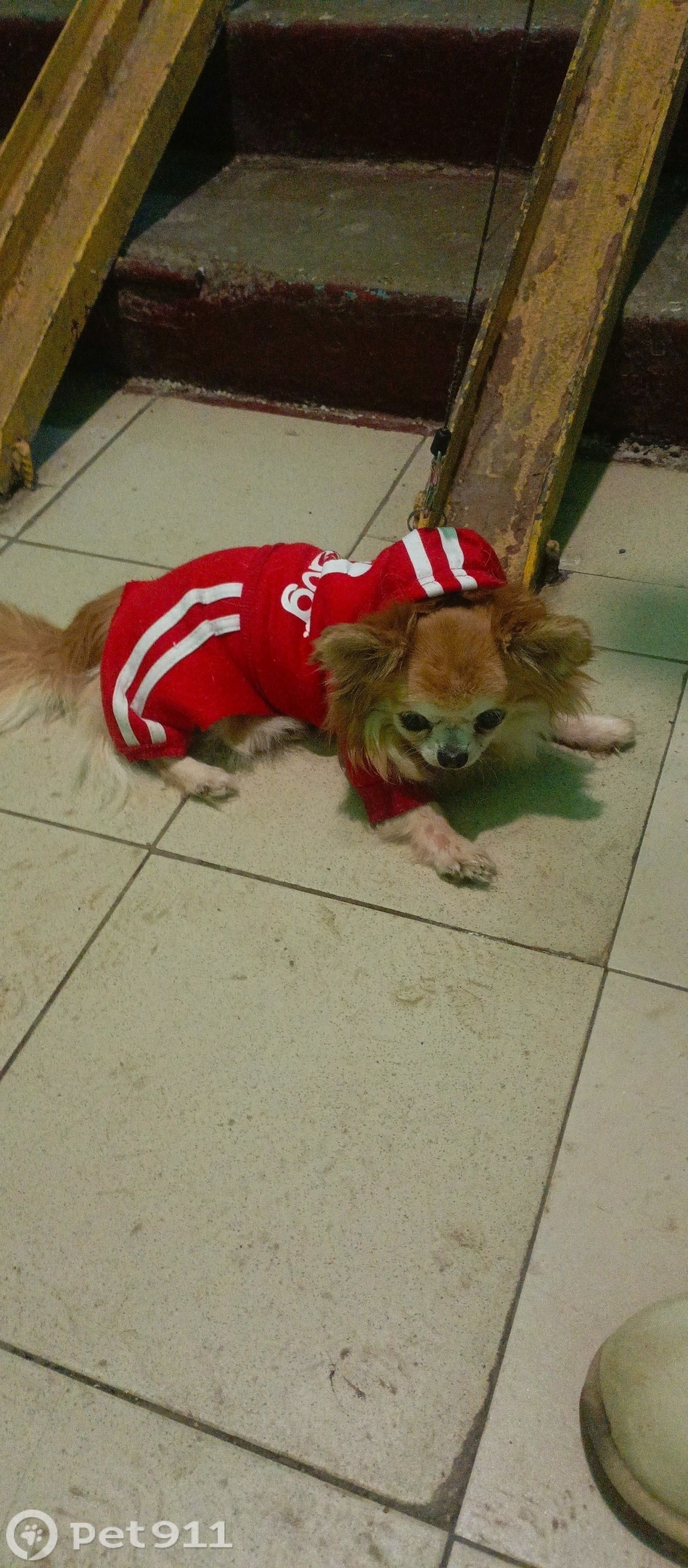 Найдена собака в Видном — фото объявления