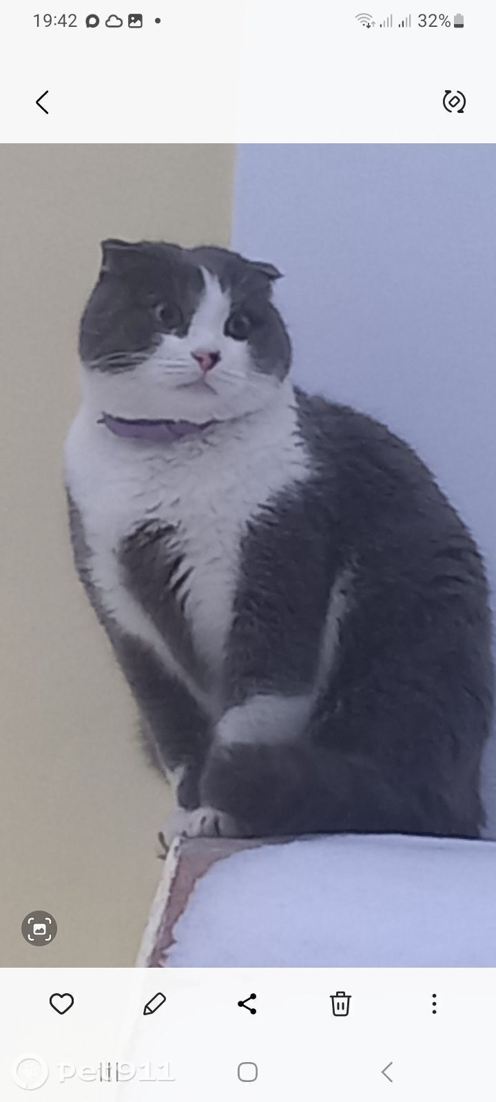 Пропала собака в Видном — фото объявления