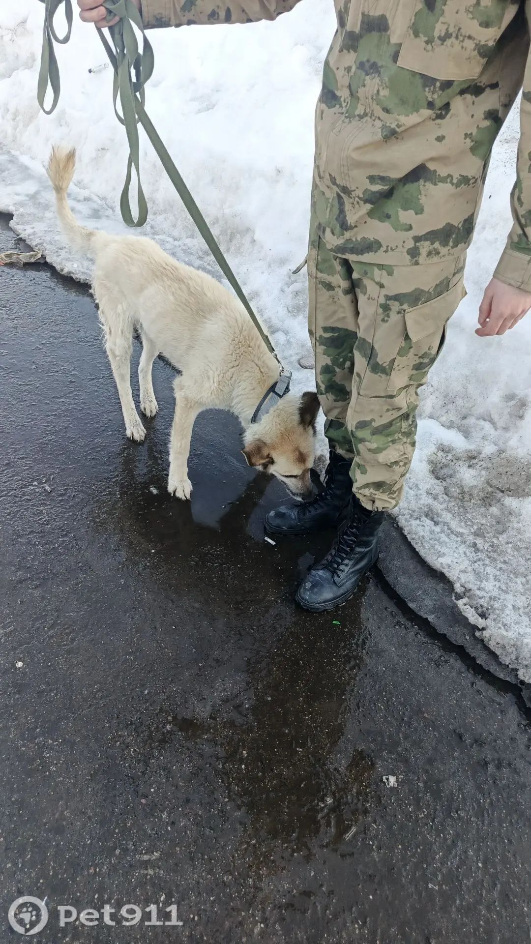 Пропала собака в Видном — фото объявления