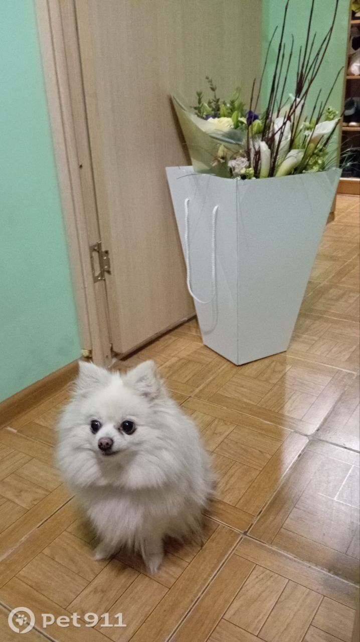 Пропала собака в Видном — фото объявления