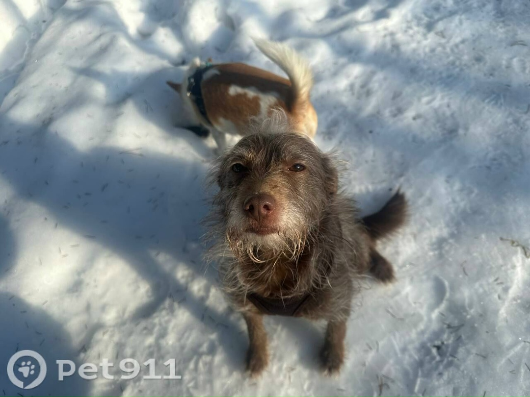Пропала собака в Видном — фото объявления
