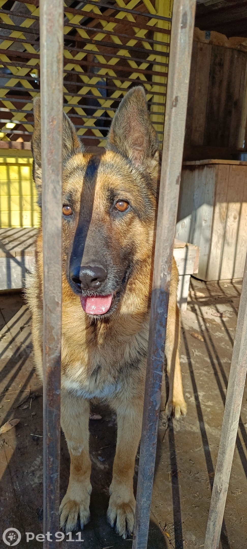 Найдена собака в Видном — фото объявления