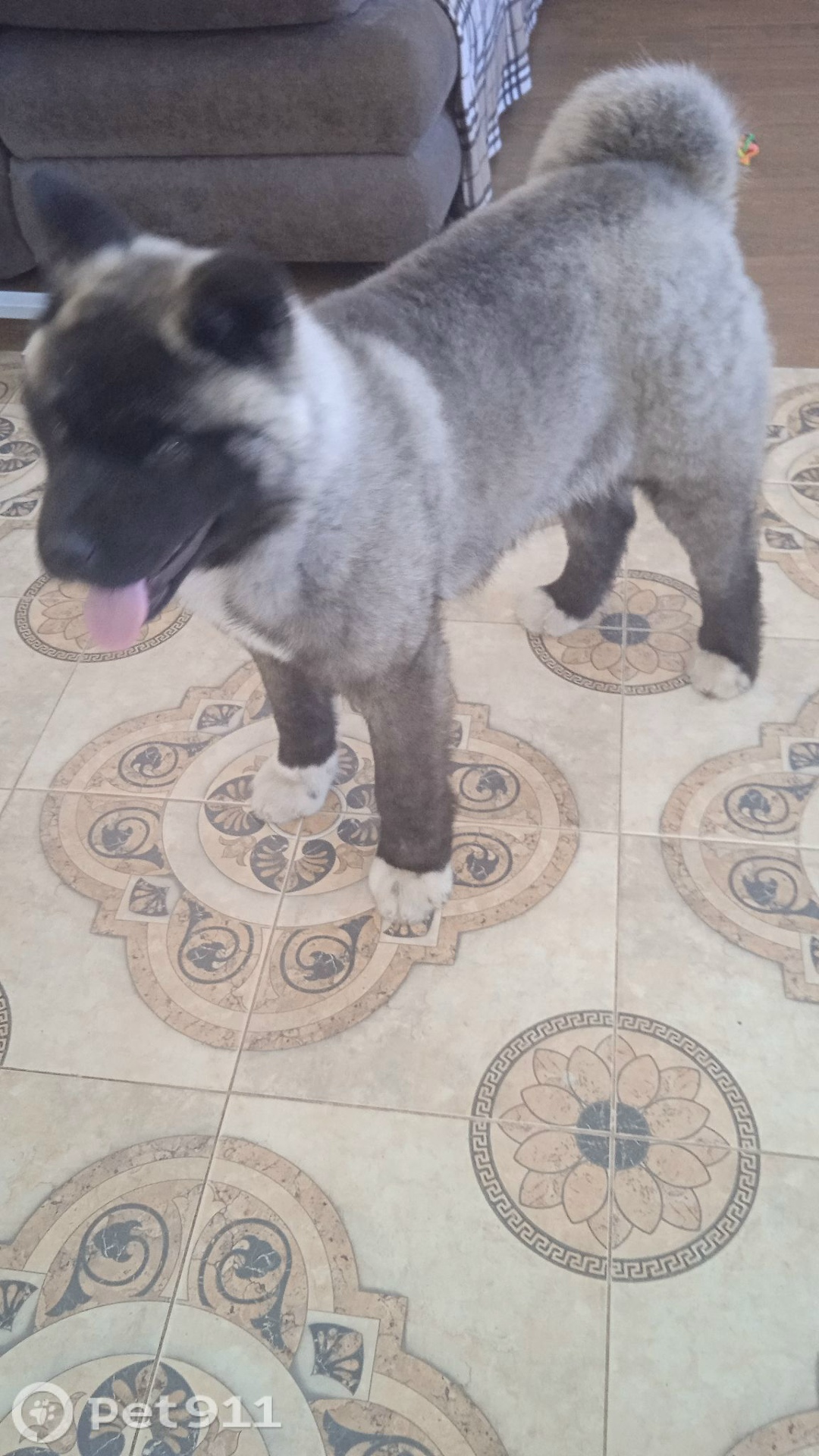 Найдена собака в Видном — фото объявления