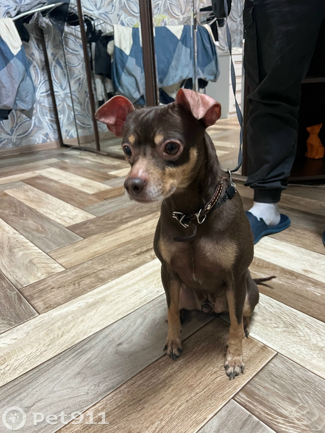 Найдена собака в Видном — фото объявления