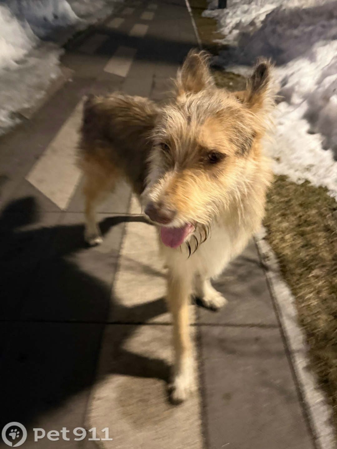 Найдена собака в Видном — фото объявления