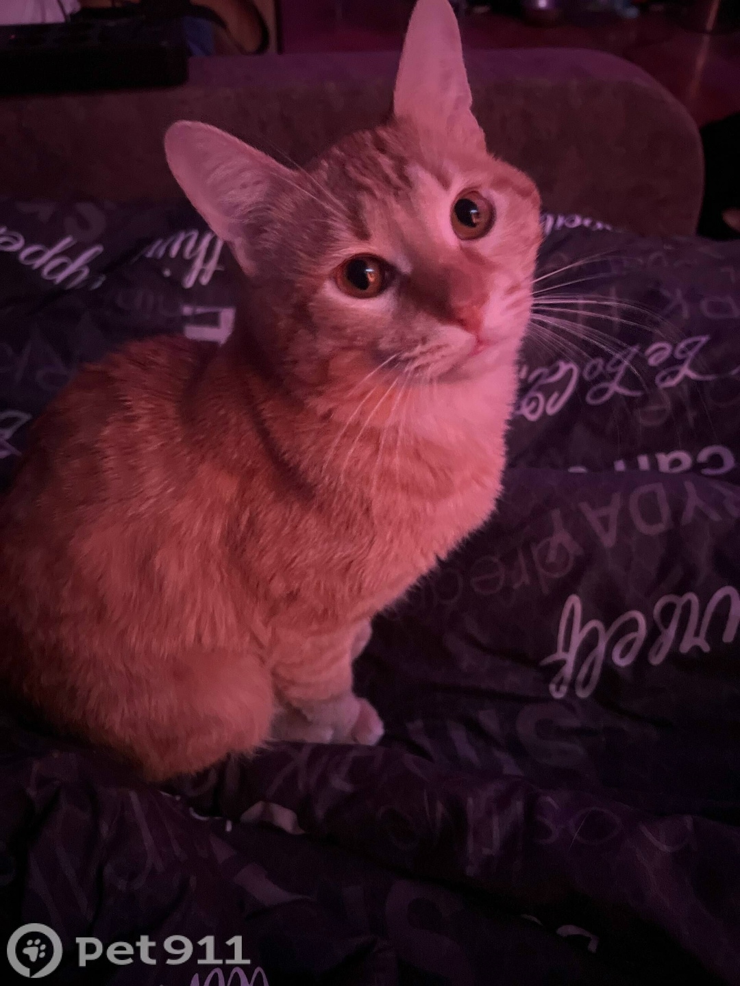 Пропала кошка в Видном — фото объявления