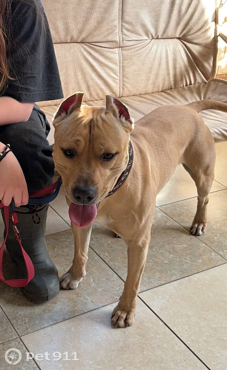 Найдена собака в Видном — фото объявления