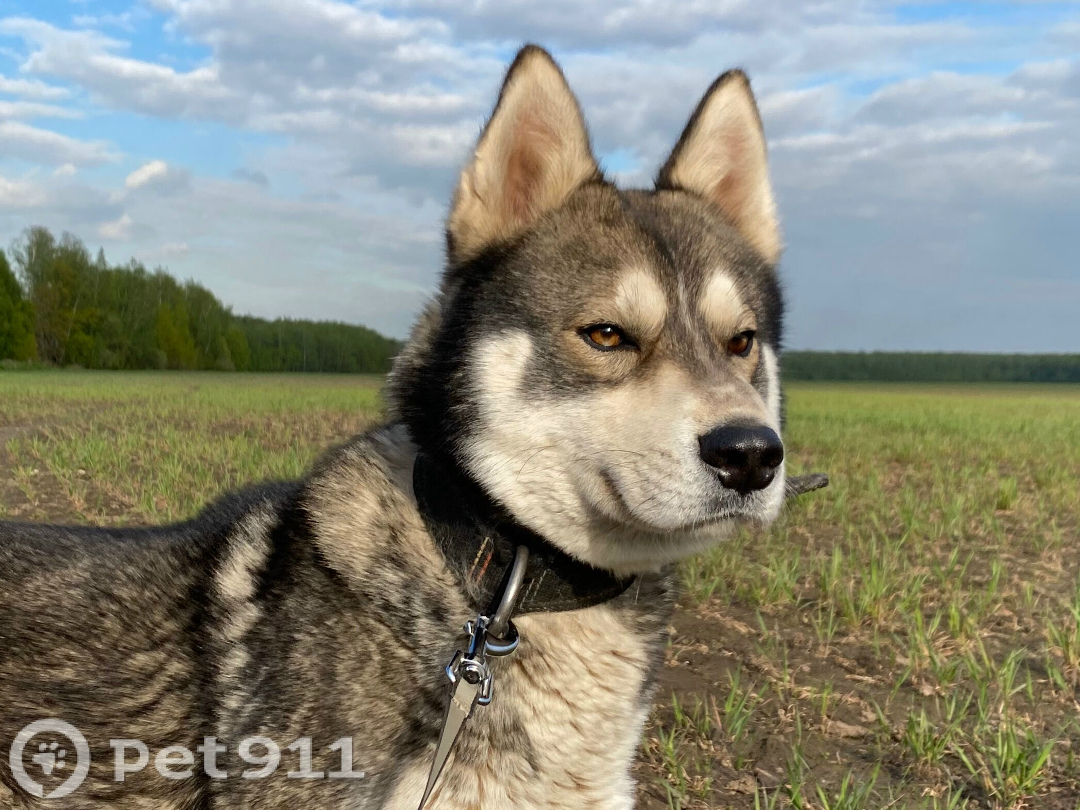 Пропала собака в Видном — фото объявления