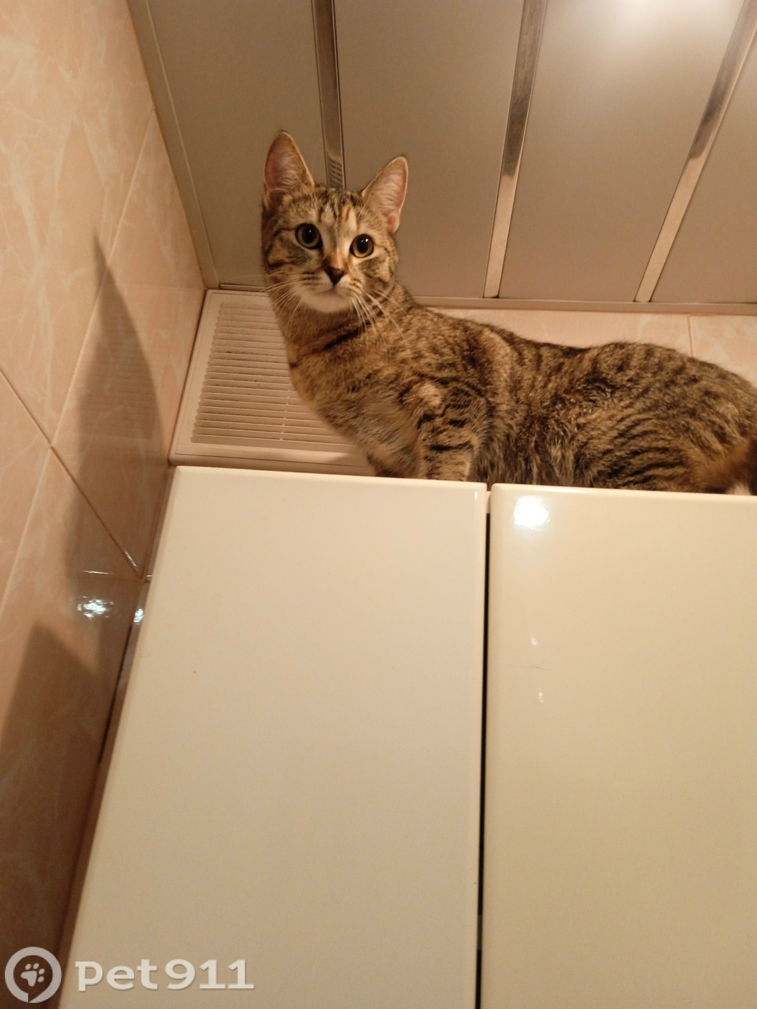 Пропала кошка в Видном — фото объявления