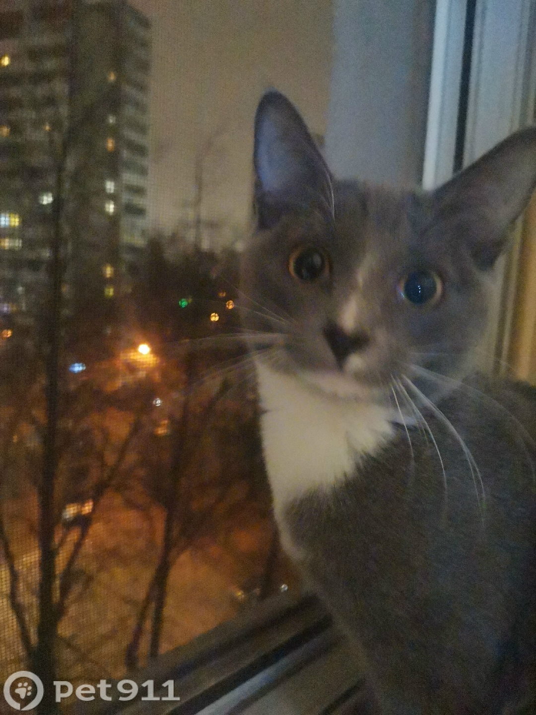 Пропала кошка в Видном — фото объявления