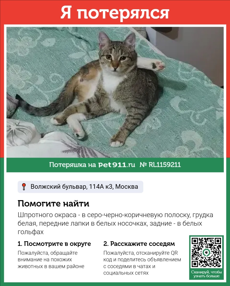 Пропала кошка в Видном — фото объявления