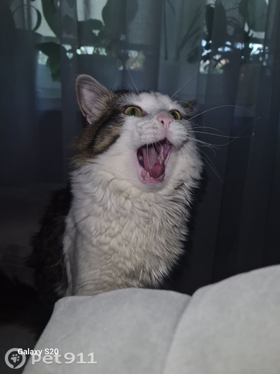 Пропала кошка в Видном — фото объявления