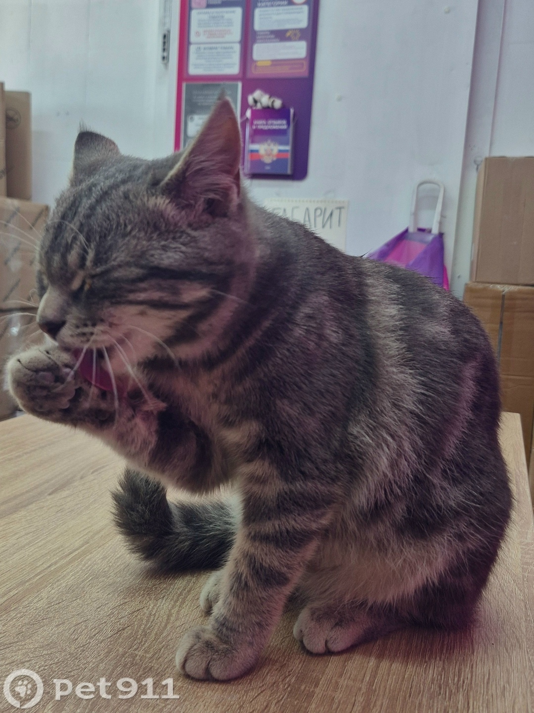Найдена кошка в Видном — фото объявления