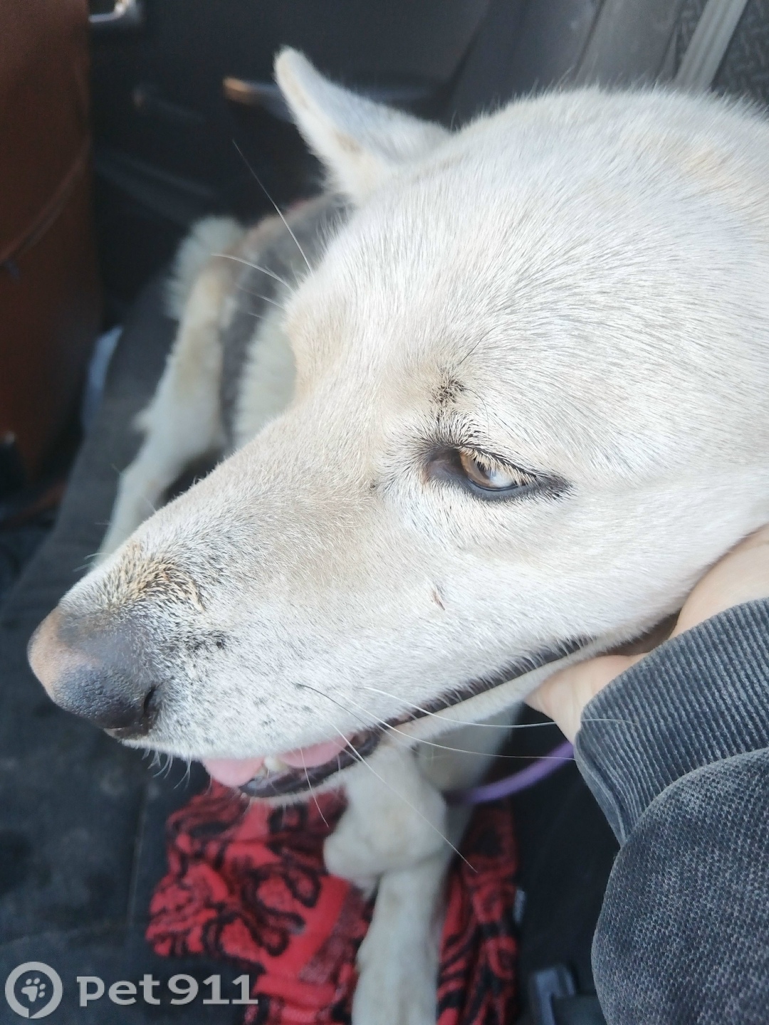 Найдена собака в Видном — фото объявления