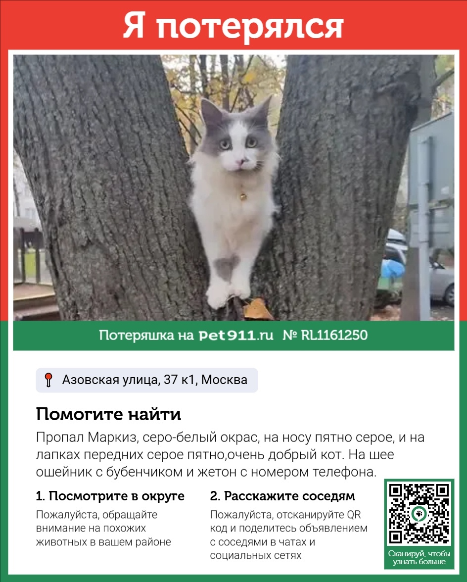 Пропала кошка в Видном — фото объявления