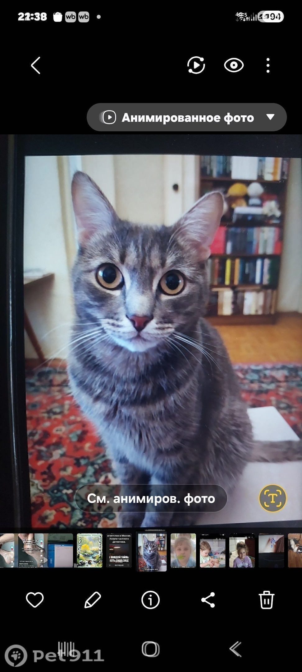 Пропала кошка в Видном — фото объявления