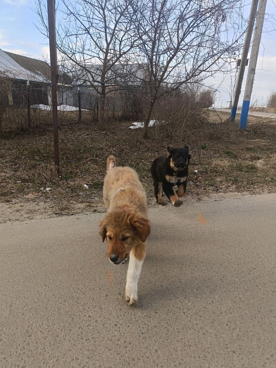 Пропала собака в Видном — фото объявления