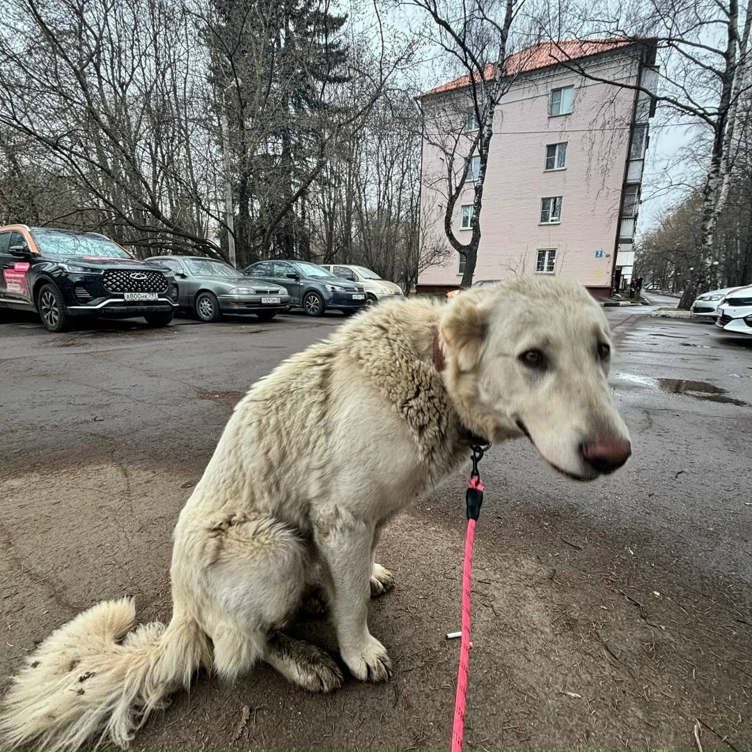 Найдена собака в Видном — фото объявления