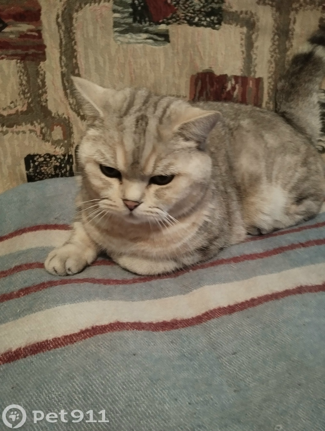 Найдена кошка в Видном — фото объявления