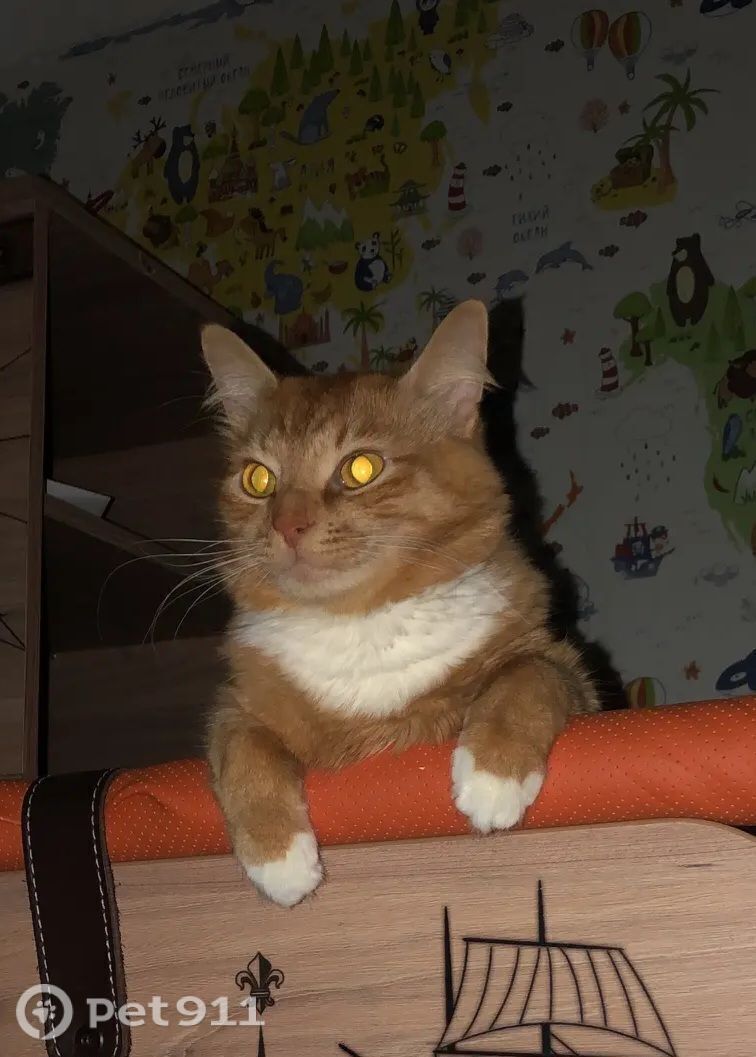 Пропала кошка в Видном — фото объявления