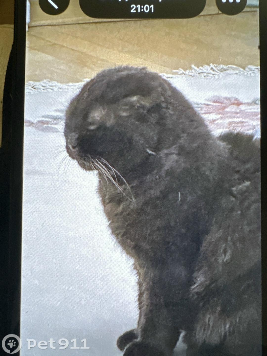 Пропала кошка в Видном — фото объявления