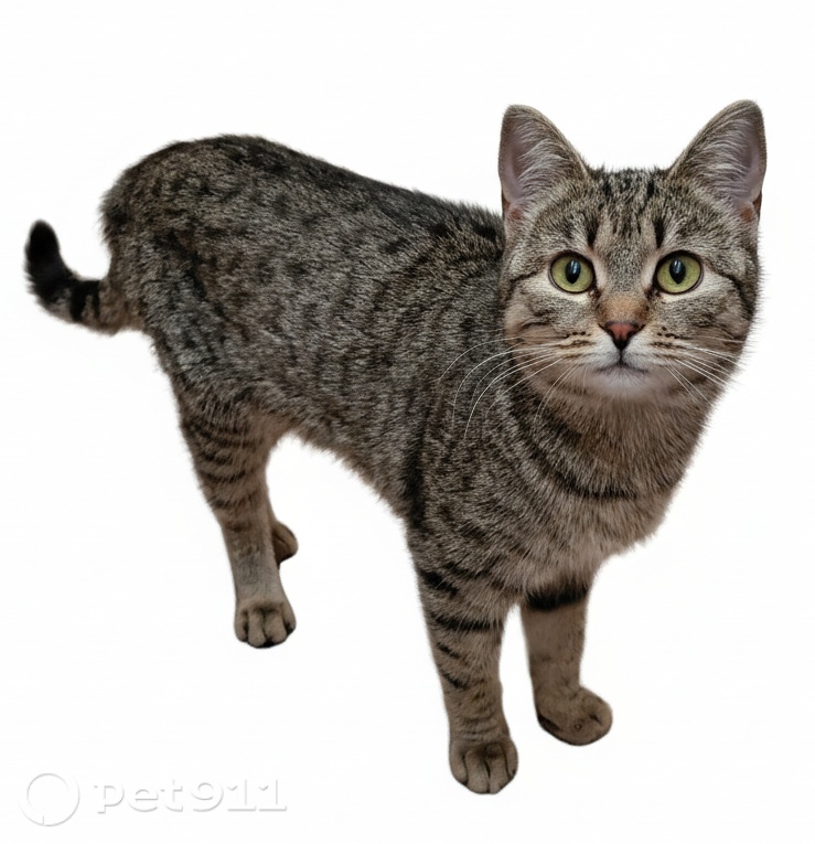 Найдена кошка в Видном — фото объявления