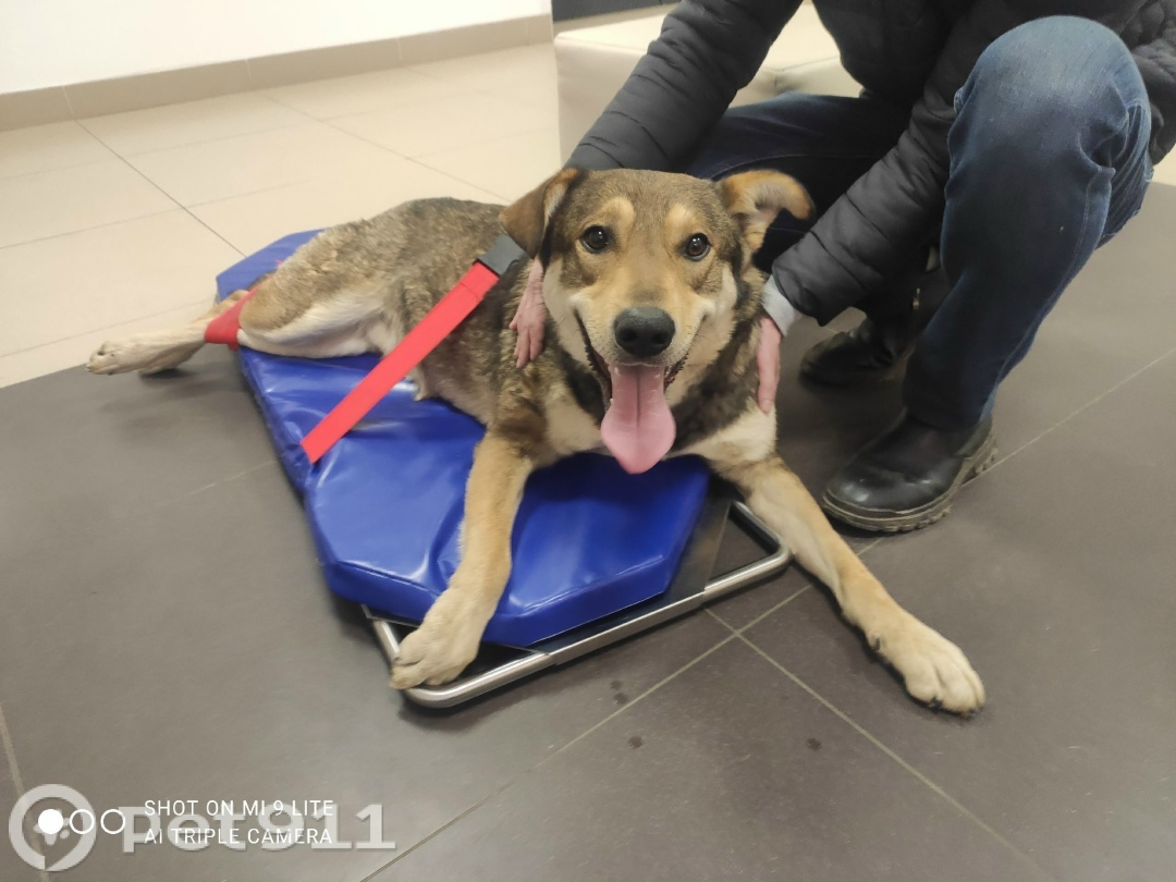 Найдена собака в Видном — фото объявления