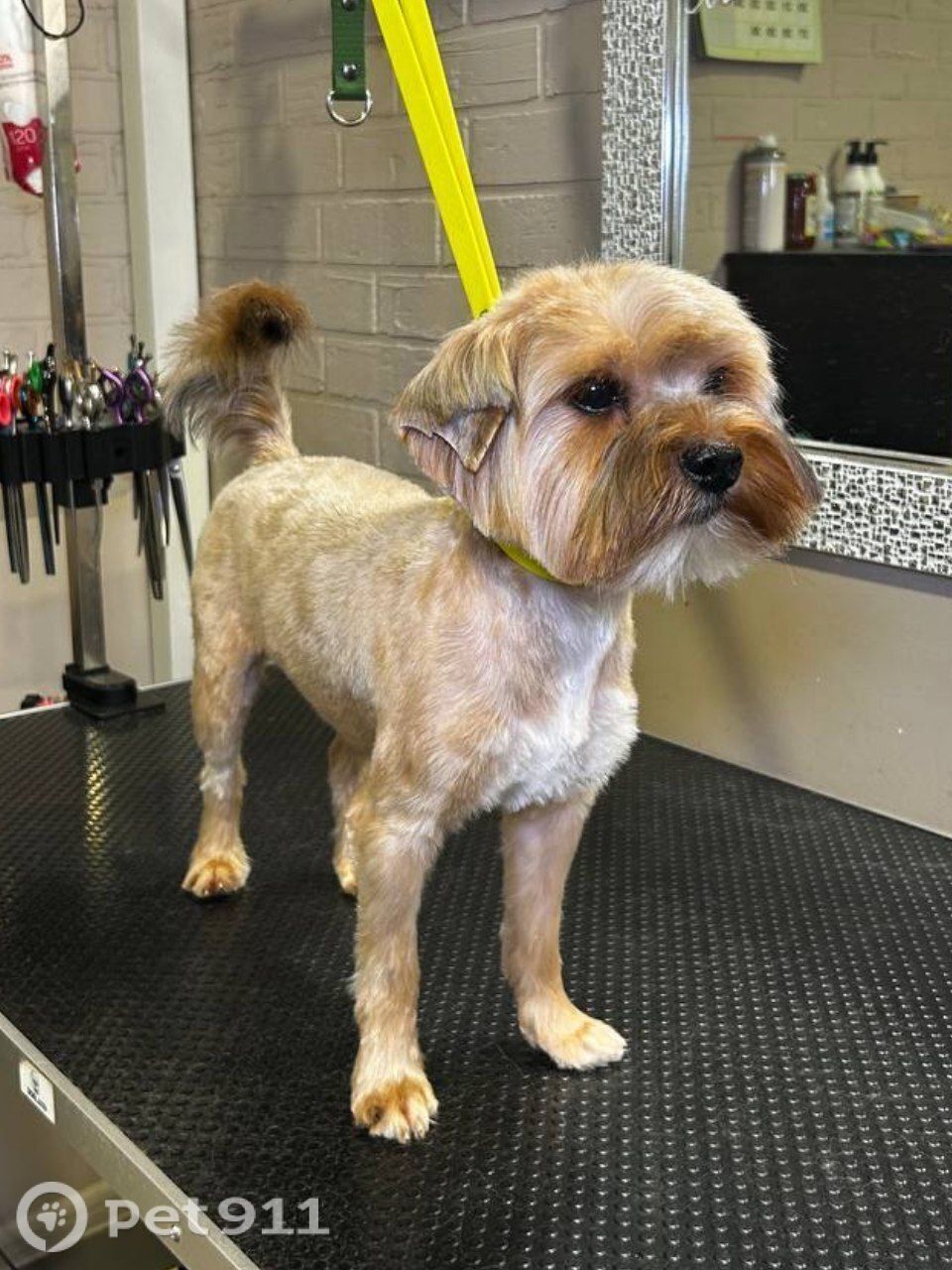 Найдена собака в Видном — фото объявления