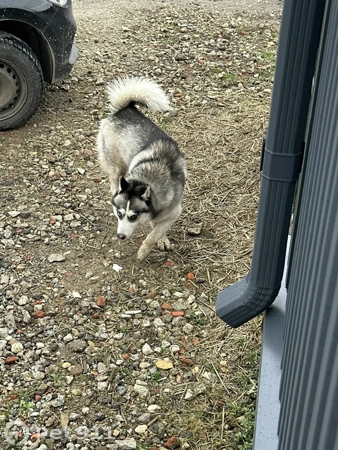 Найдена собака в Видном — фото объявления