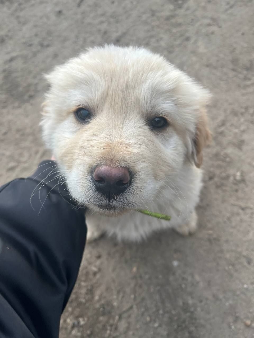 Найдена собака в Видном — фото объявления