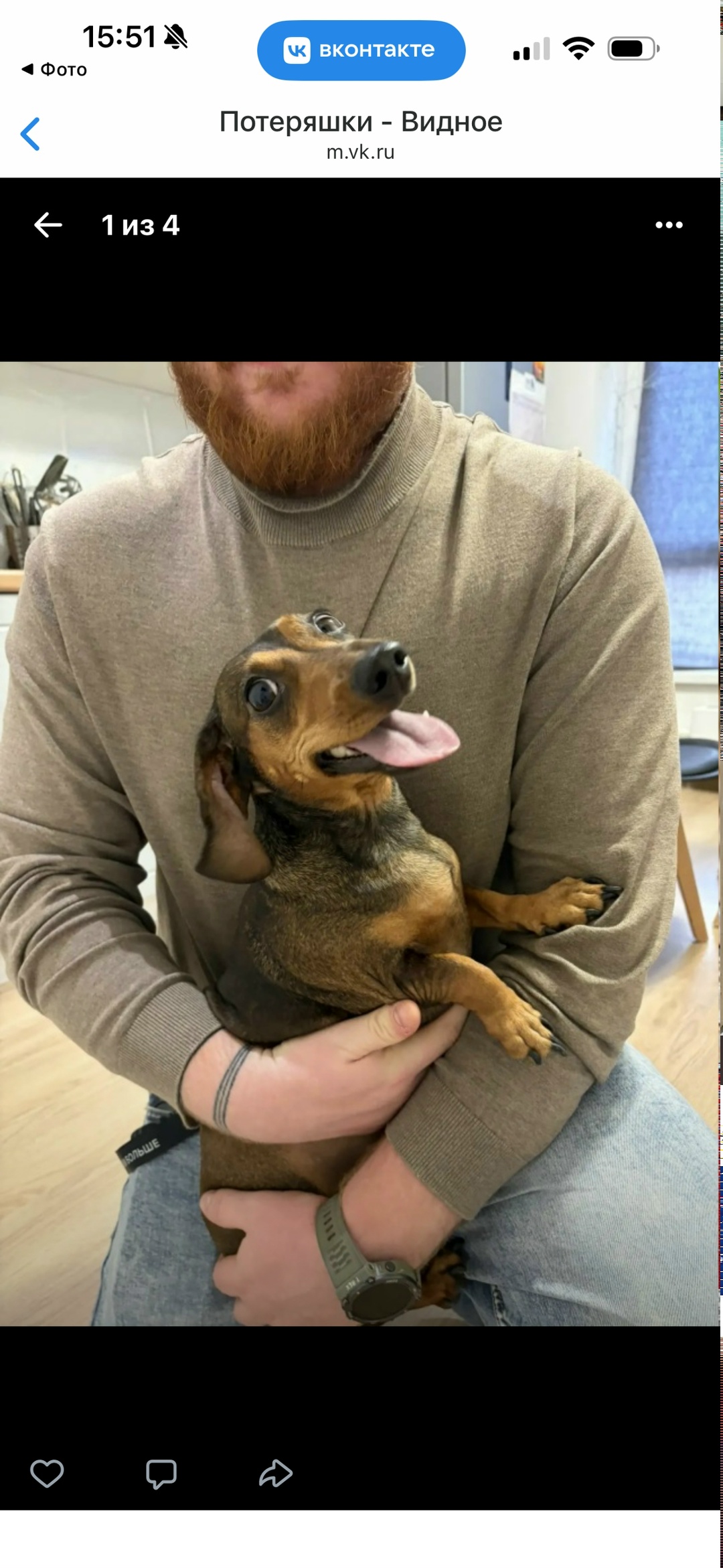 Найдена собака в Видном — фото объявления