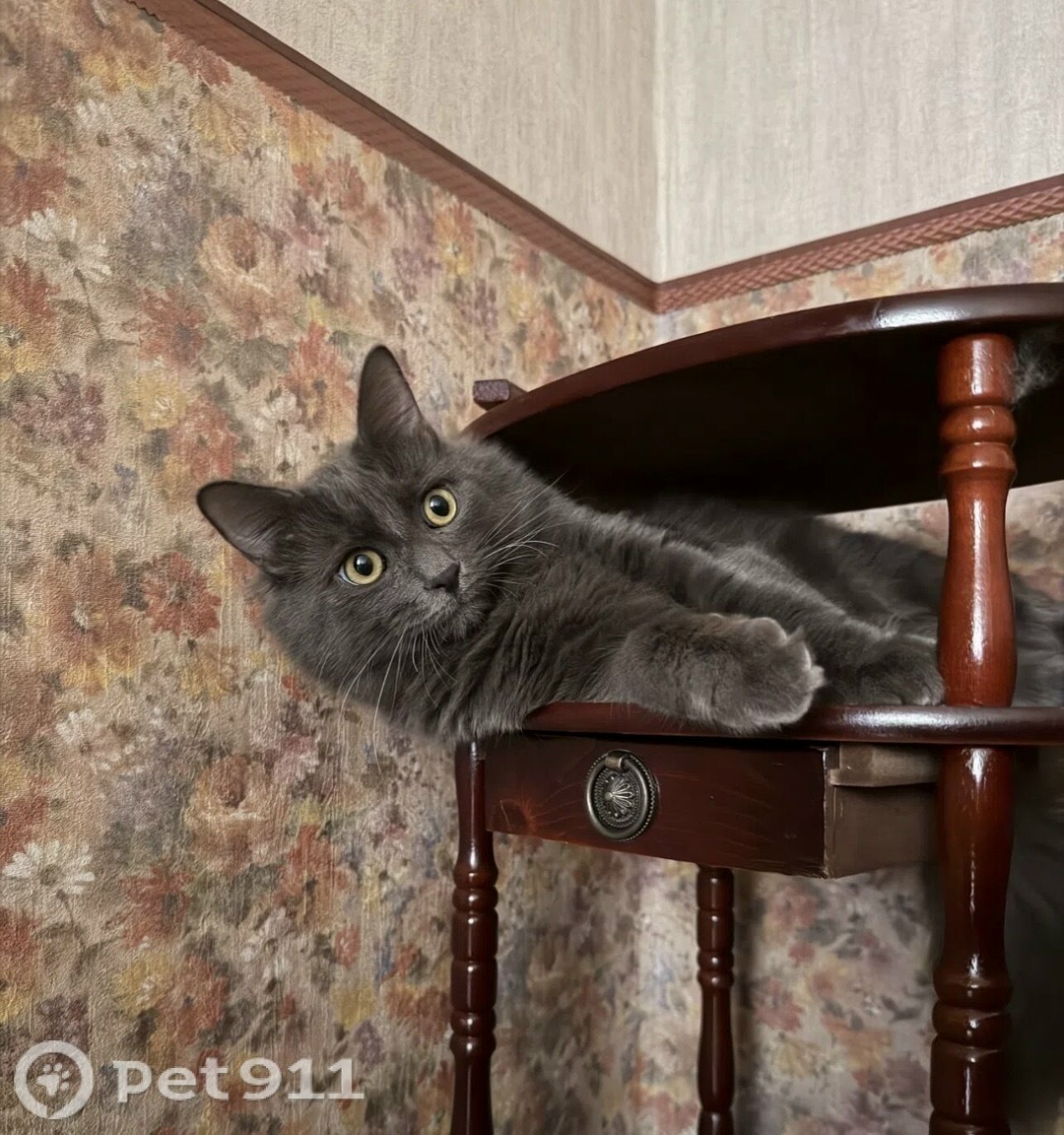 Пропала кошка в Видном — фото объявления