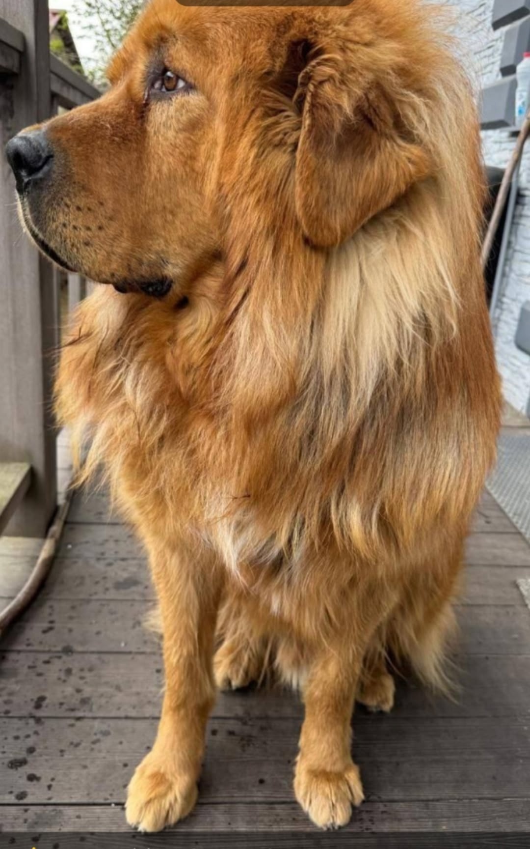 Пропала собака в Видном — фото объявления