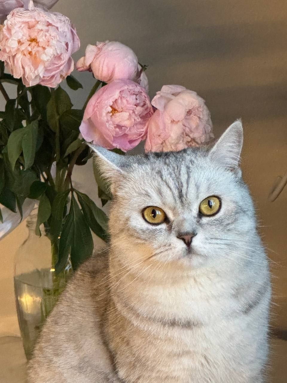 Пропала кошка в Видном — фото объявления