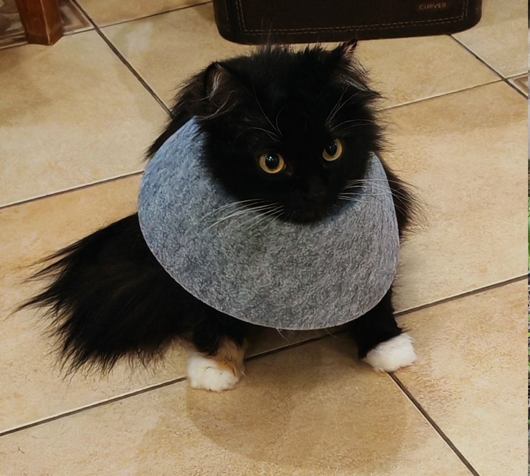 Пропала кошка в Видном — фото объявления