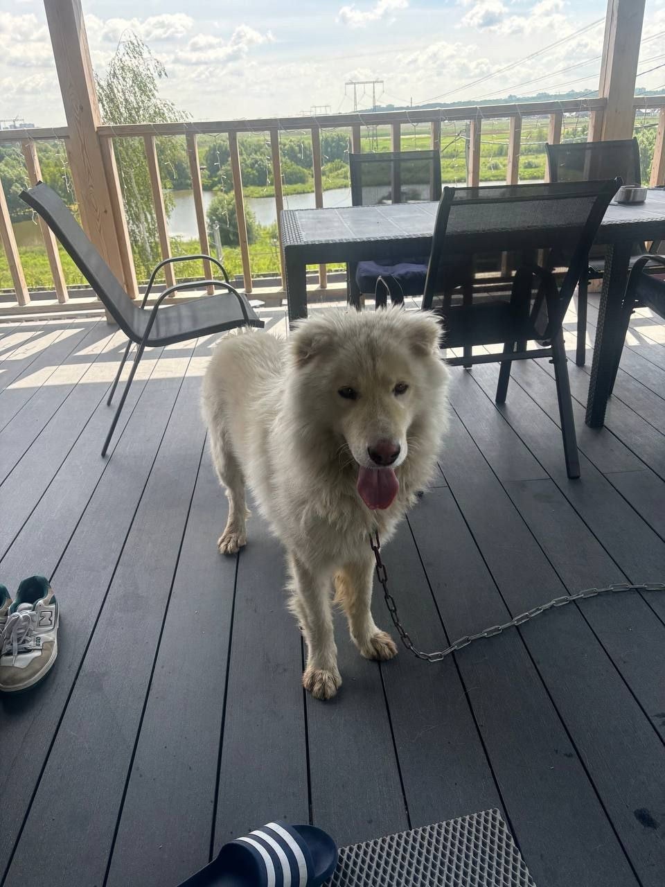 Найдена собака в Видном — фото объявления