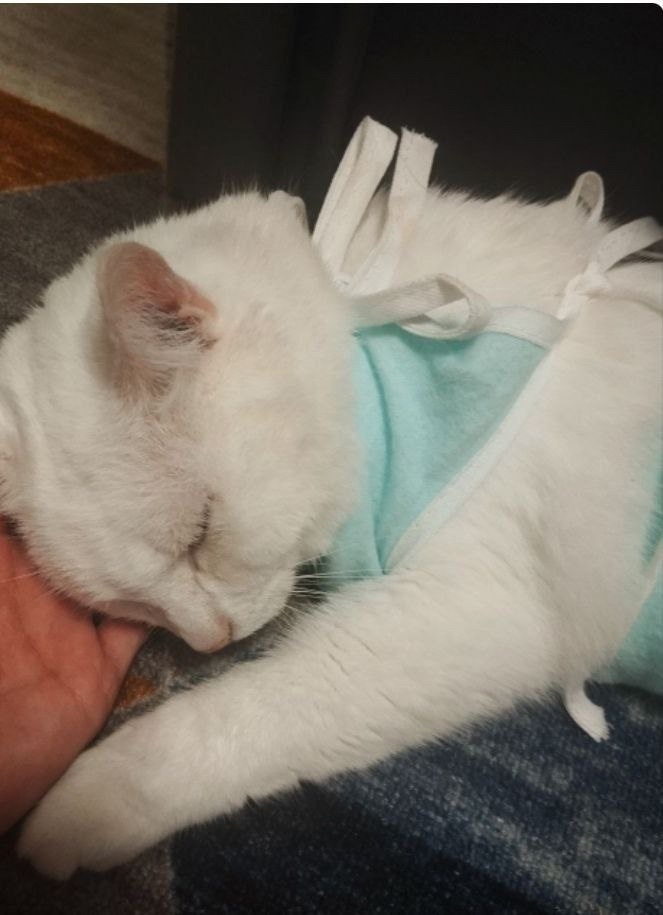 Пропала кошка в Видном — фото объявления