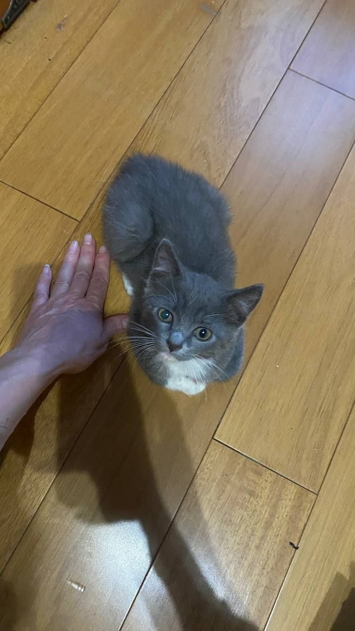 Найдена кошка в Видном — фото объявления