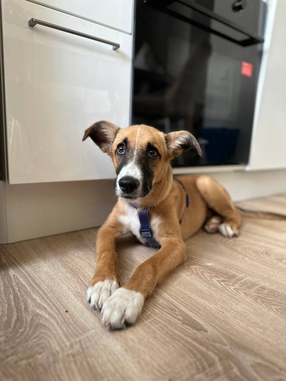 Найдена собака в Видном — фото объявления