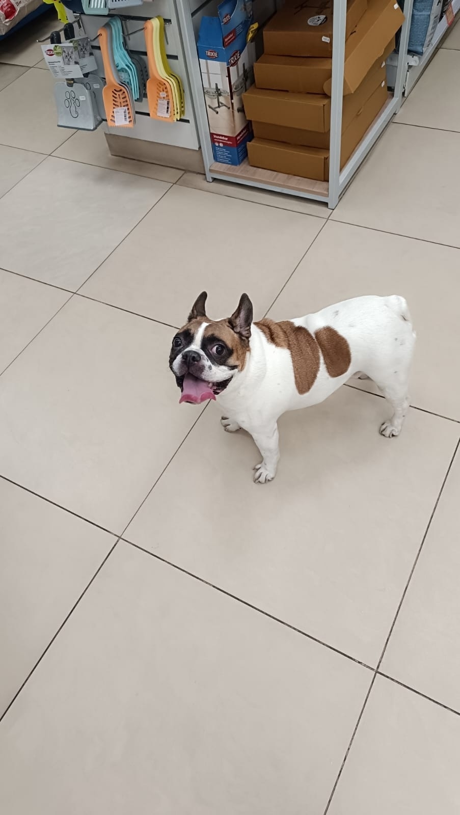 Пропала собака в Видном — фото объявления